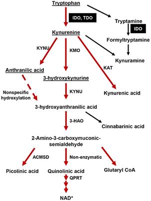 Immunosuppressive IDO in Cancer: Mechanisms of Action, Animal Models, and Targeting Strategies